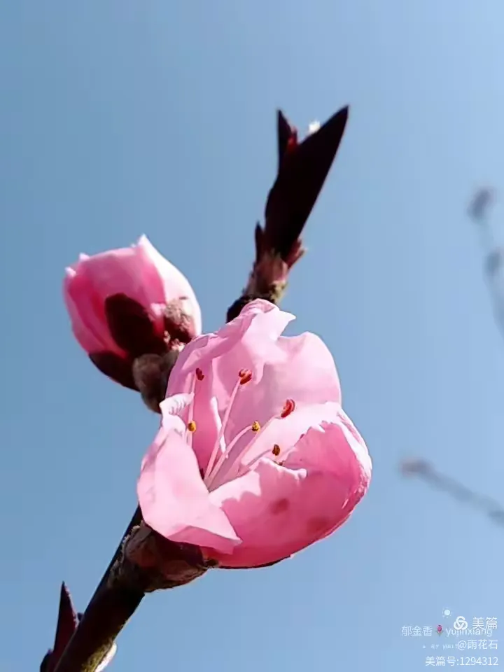 初见桃花开 喜上眉梢来